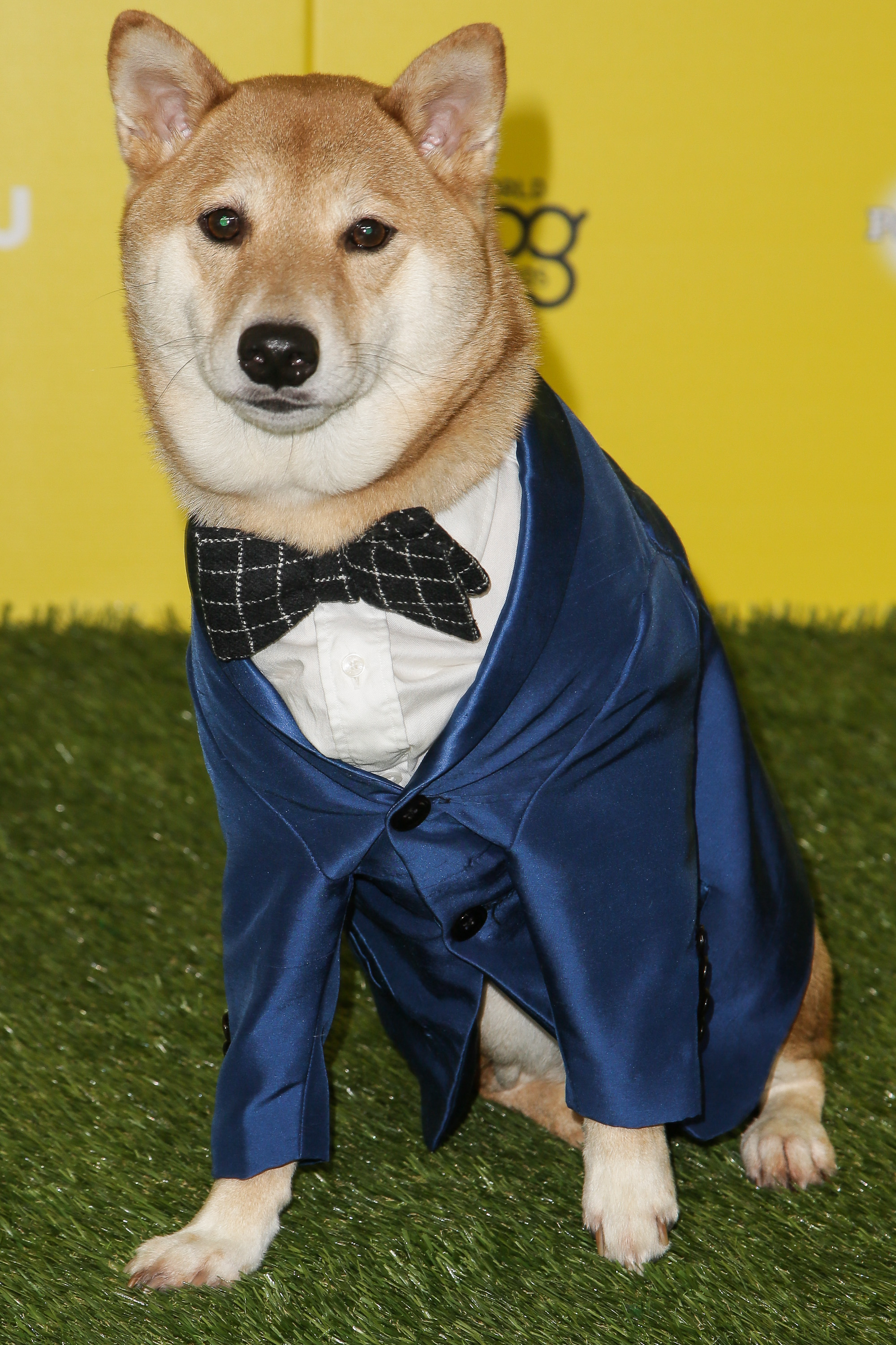 Animal Celebs Who Deserve an Oscar 16