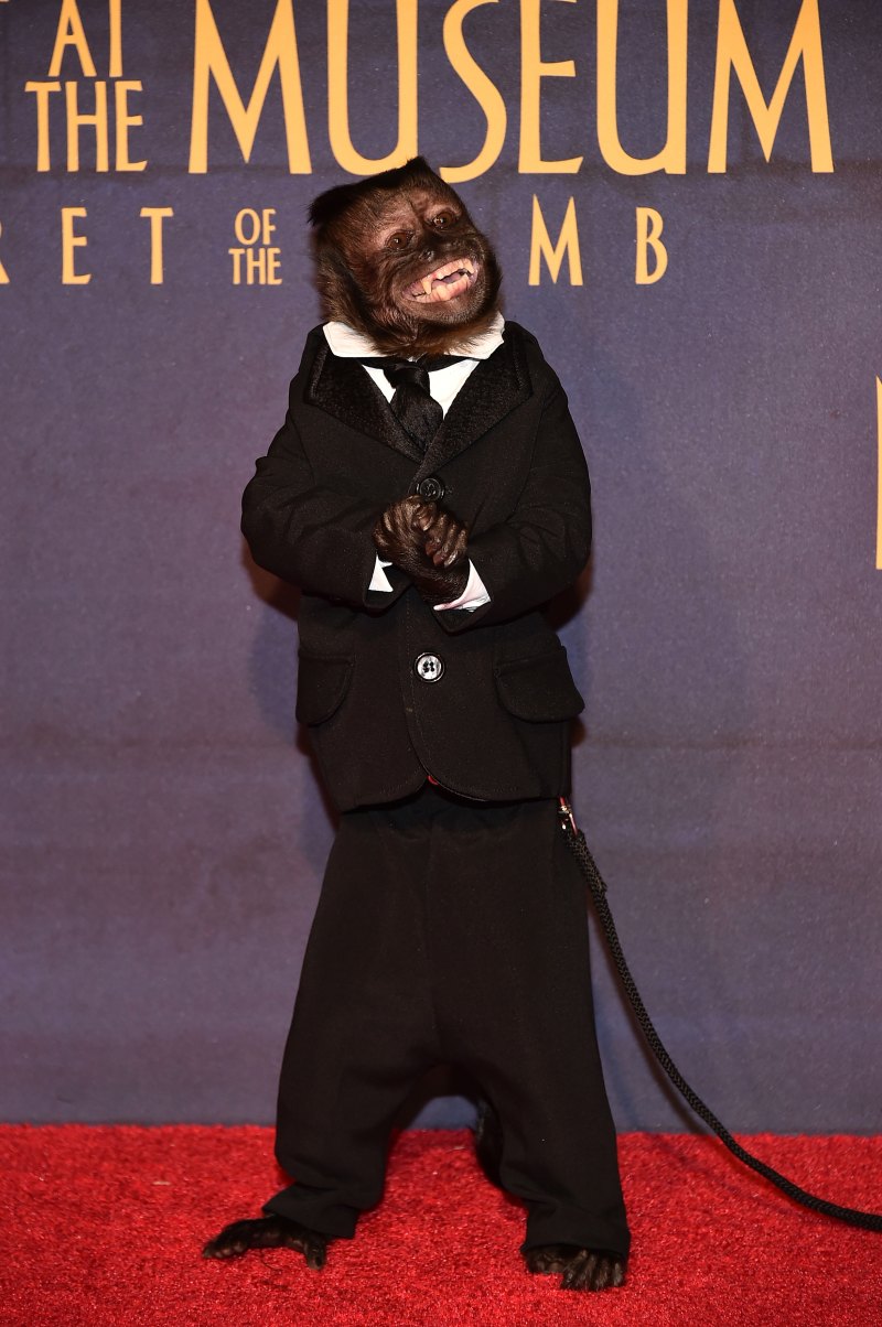 Animal Celebs Who Deserve an Oscar 18