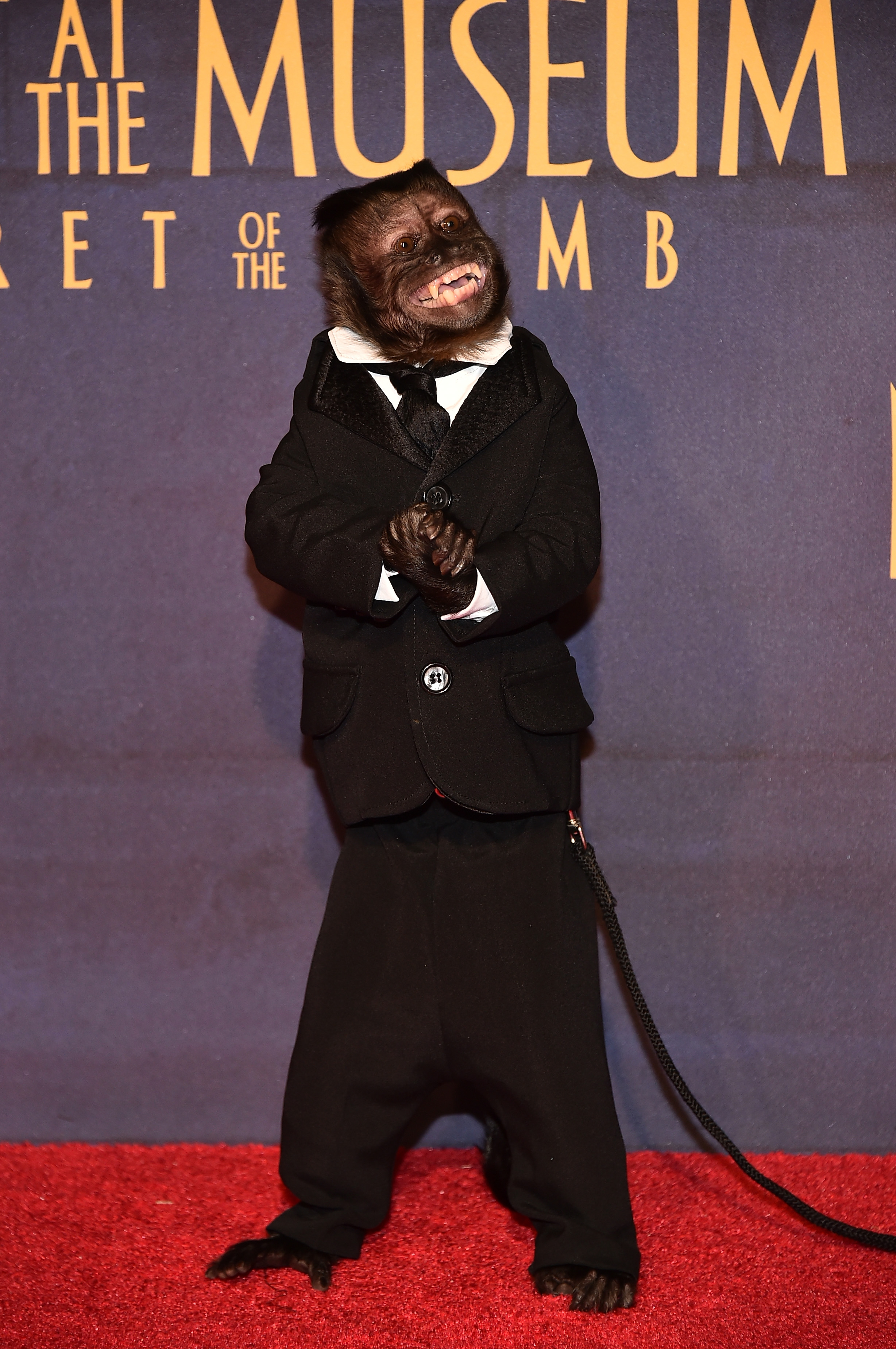 Animal Celebs Who Deserve an Oscar 18