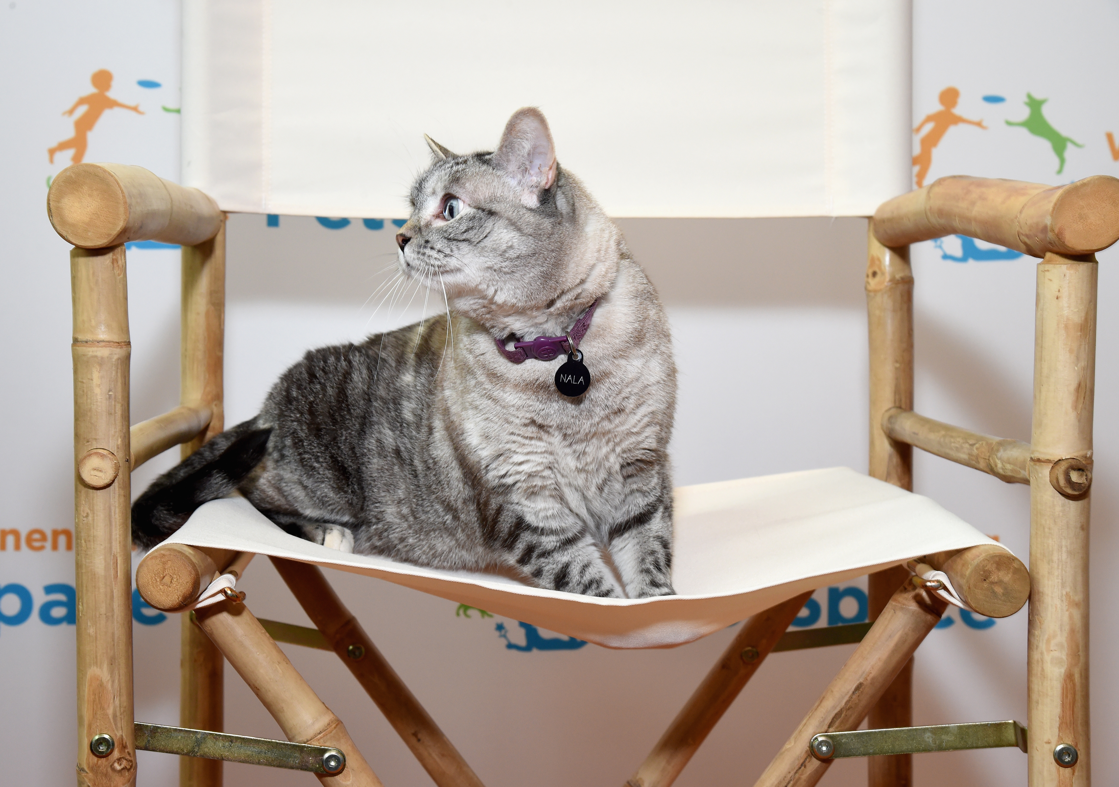 Animal Celebs Who Deserve an Oscar 3