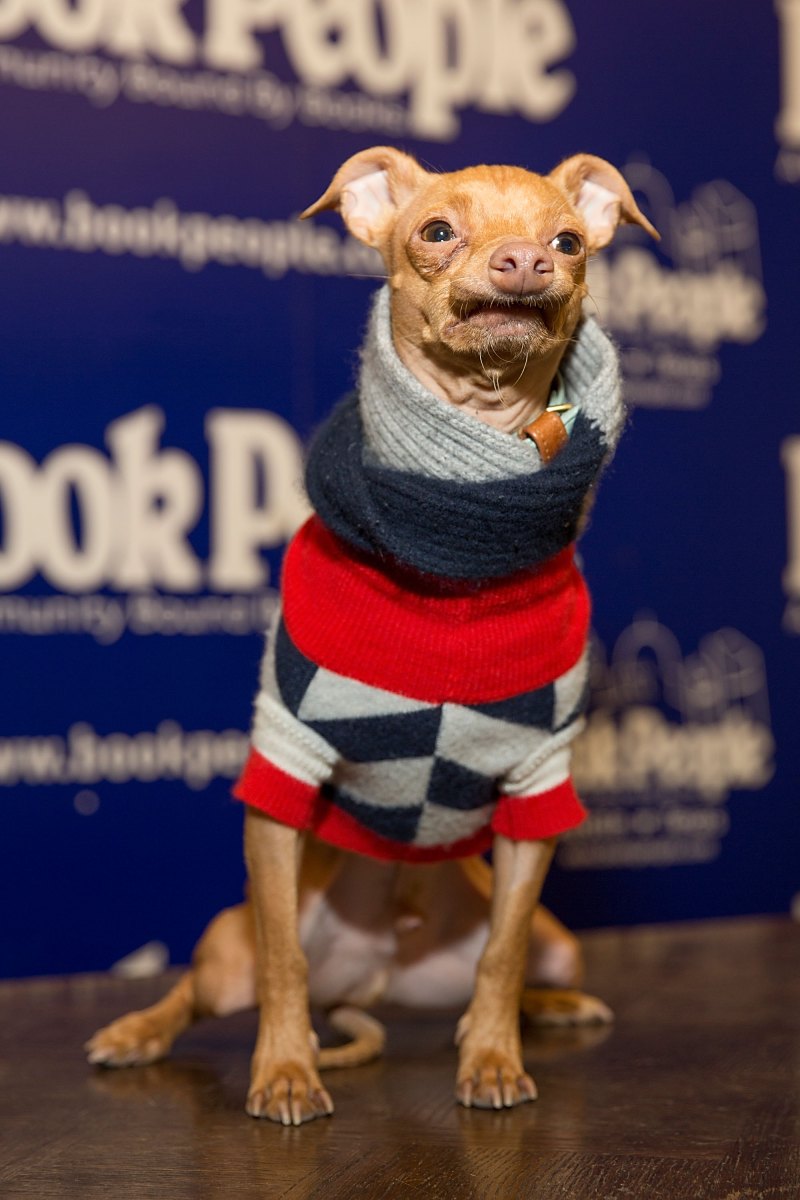 Animal Celebs Who Deserve an Oscar 7