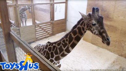 april the giraffe