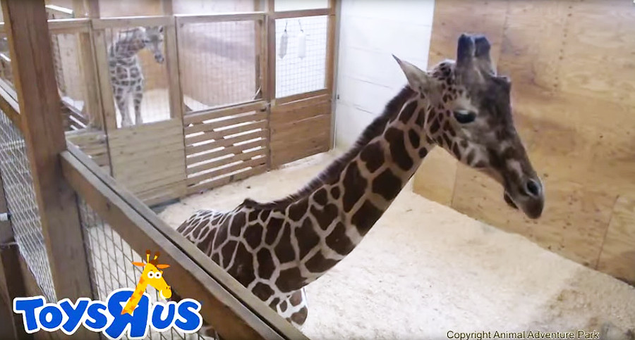 When Will April the Giraffe Have Her Baby? Birth Livestream