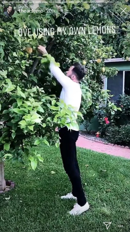 Artem Chigvintsev picking lemons