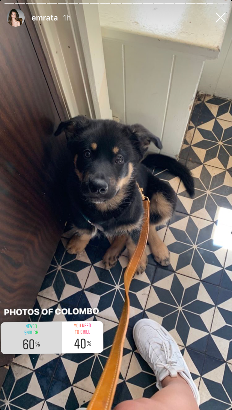 emily-ratajkowski-dog-poll