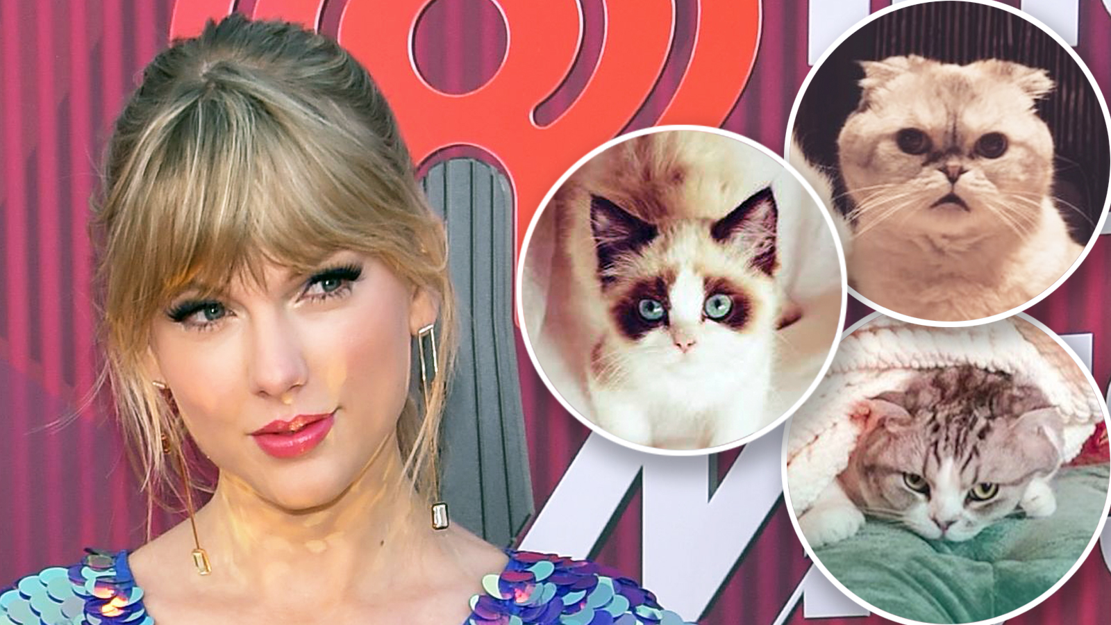 Guide To Taylor Swifts Cats Meredith Olivia And Benjamin