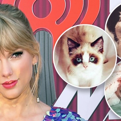 Guide to Taylor Swift cats
