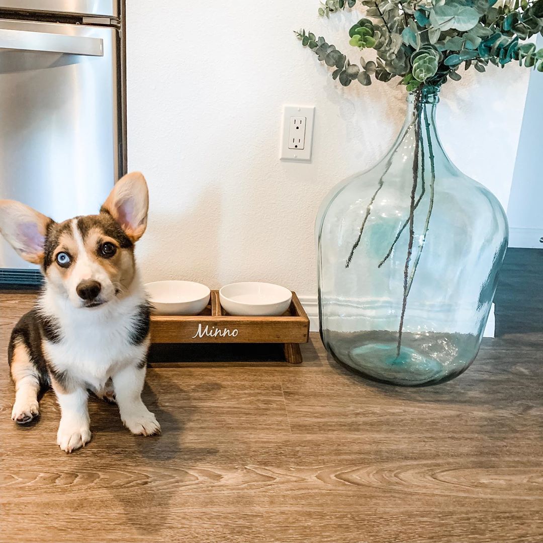 MiSS Minno Instagram Dogs