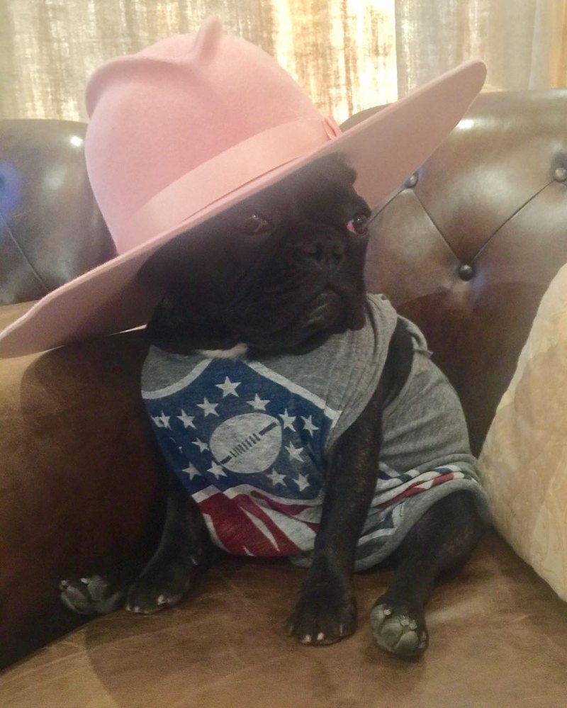Miss Asia Instagram Dogs