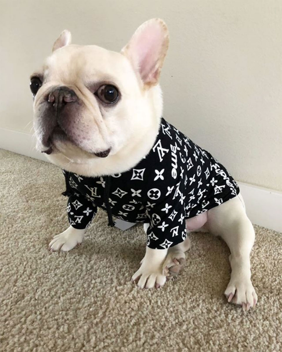 Pet Instagram’s to Follow