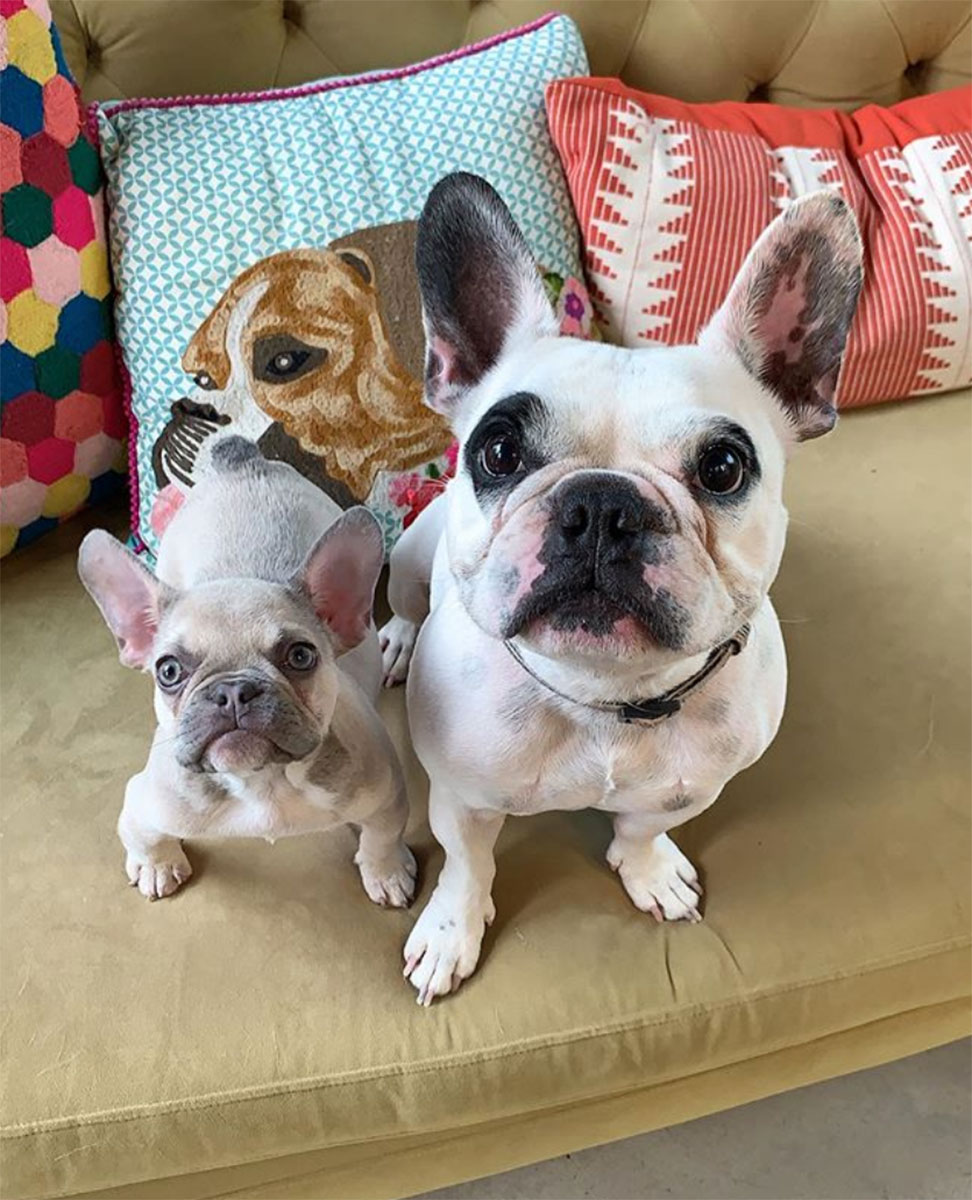 Pet Instagram’s to Follow