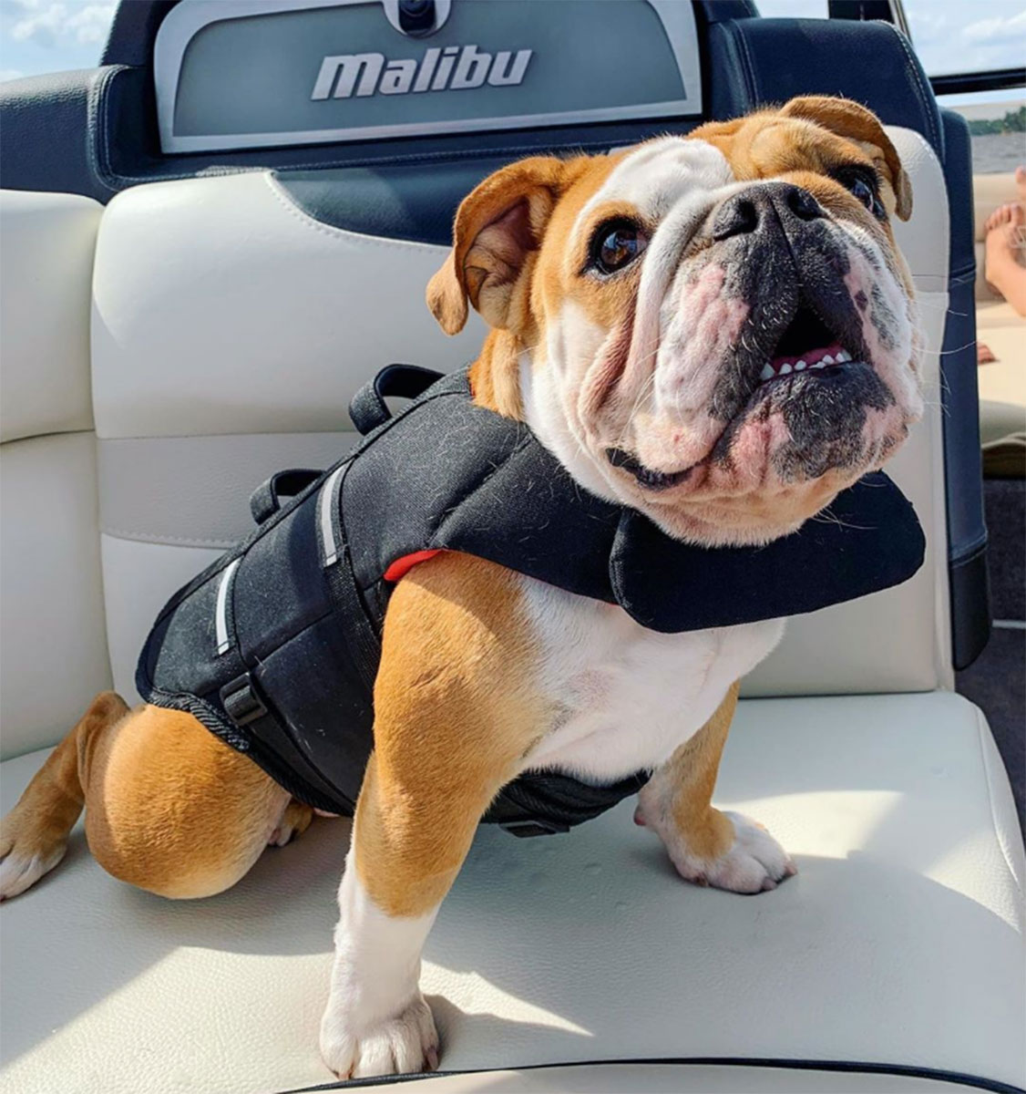 Pet Instagram’s to Follow