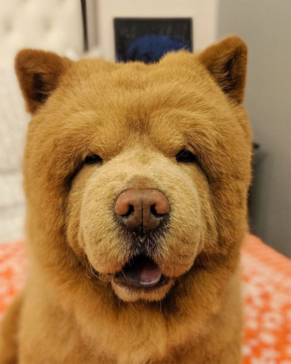 Pet Instagram’s to Follow