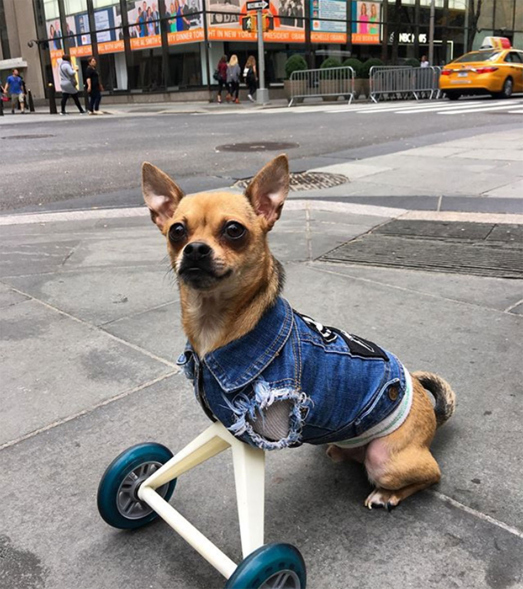 Pet Instagram’s to Follow