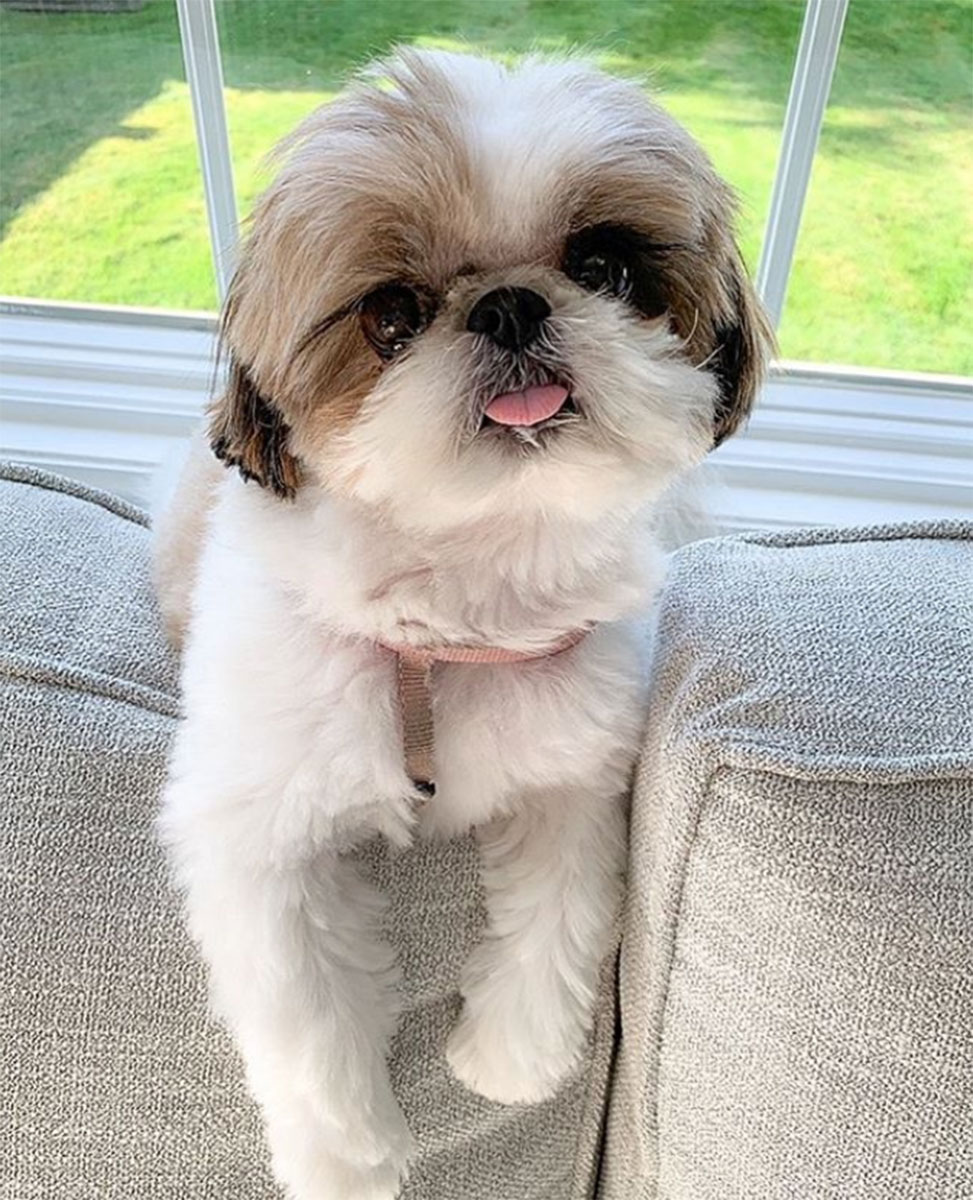 Pet Instagram’s to Follow