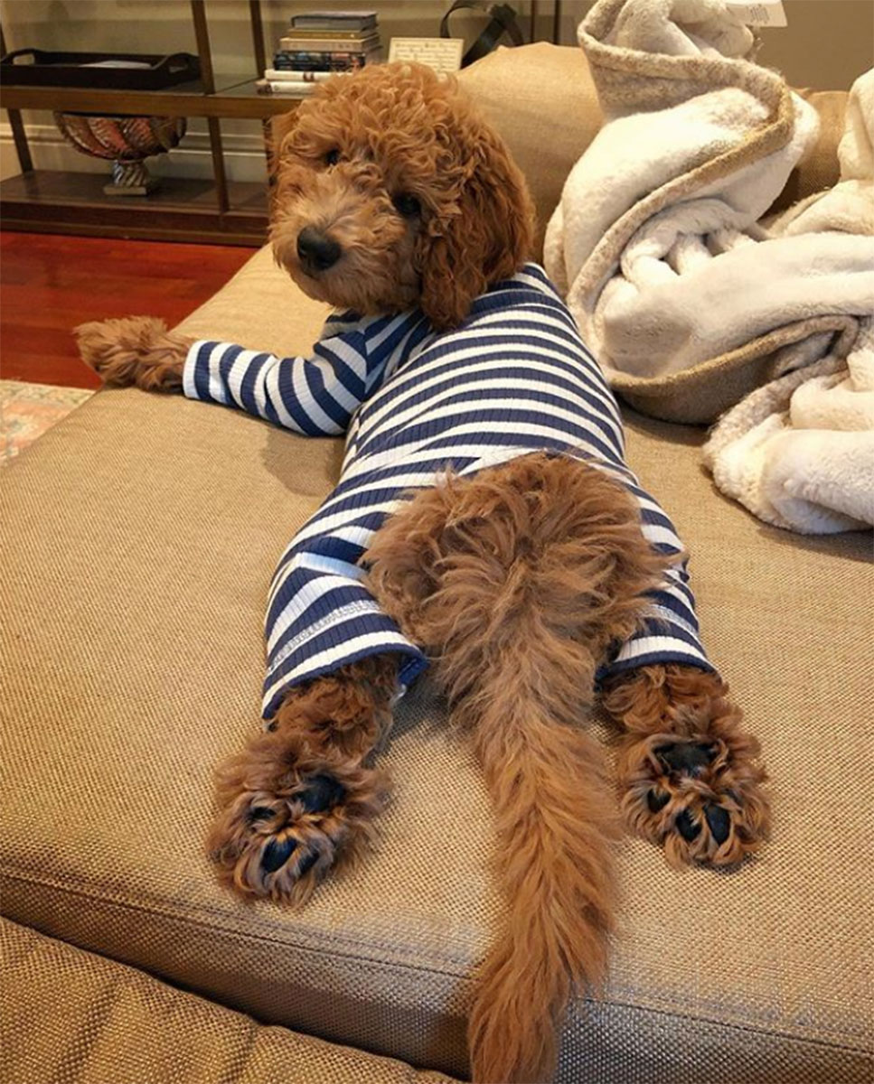 Pet Instagram’s to Follow