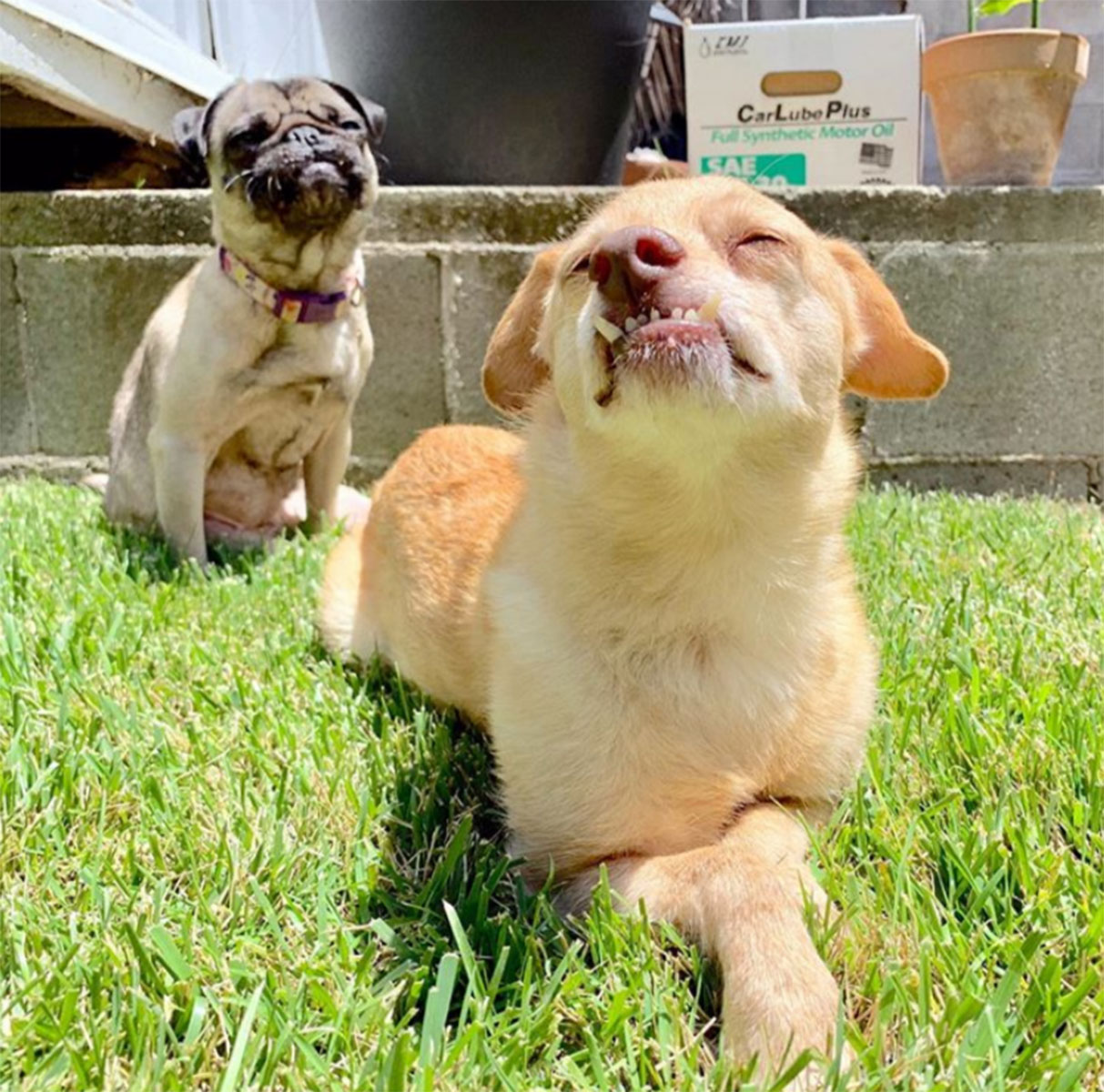 Pet Instagram’s to Follow