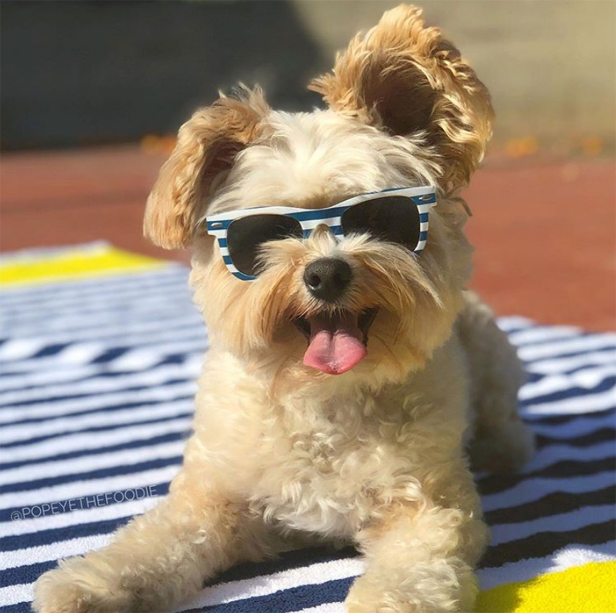 Pet Instagram’s to Follow