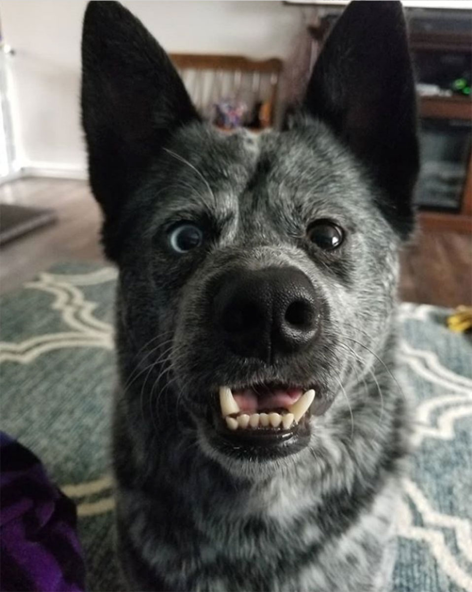 Pet Instagram’s to Follow