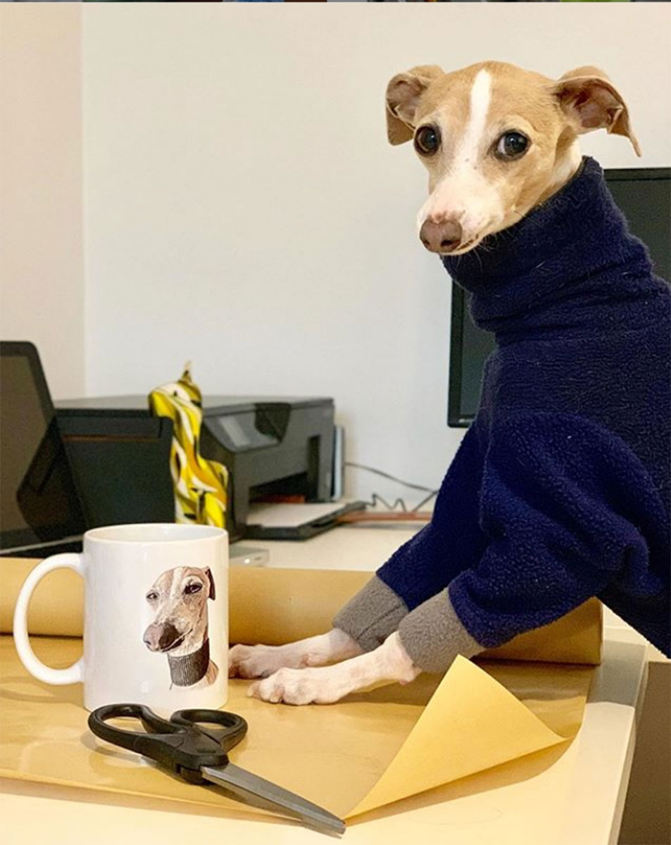 Pet Instagram’s to Follow