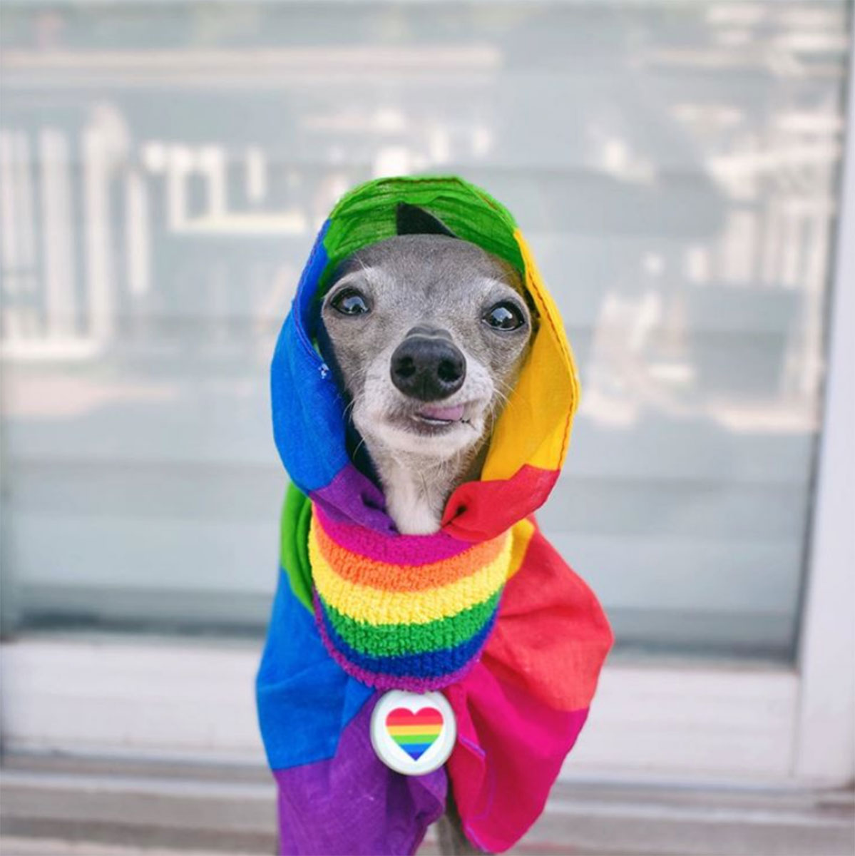 Pet Instagram’s to Follow