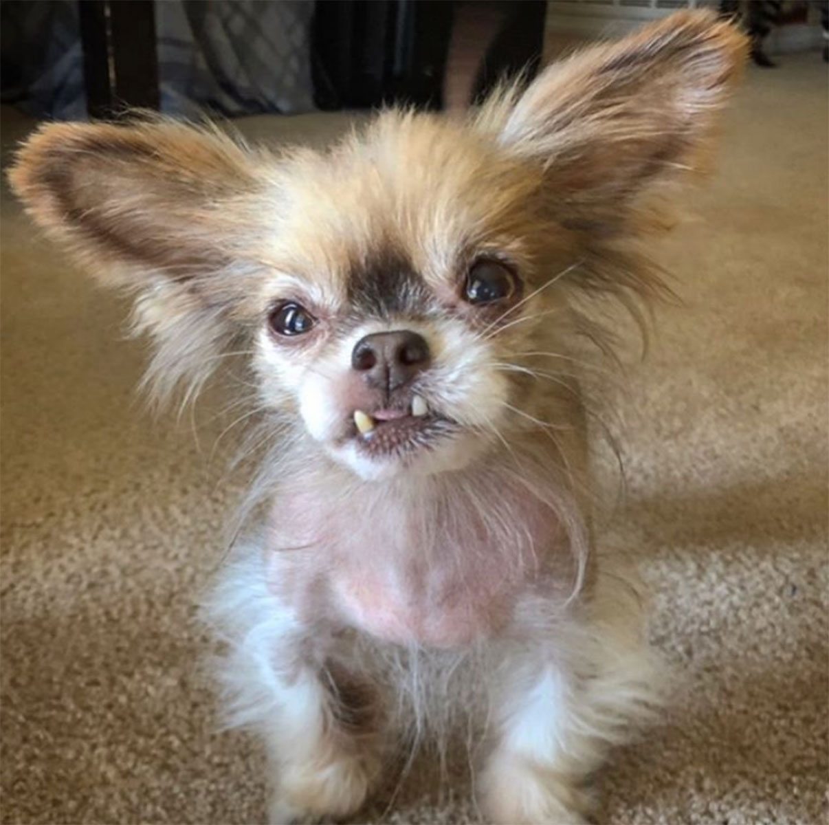 Pet Instagram’s to Follow