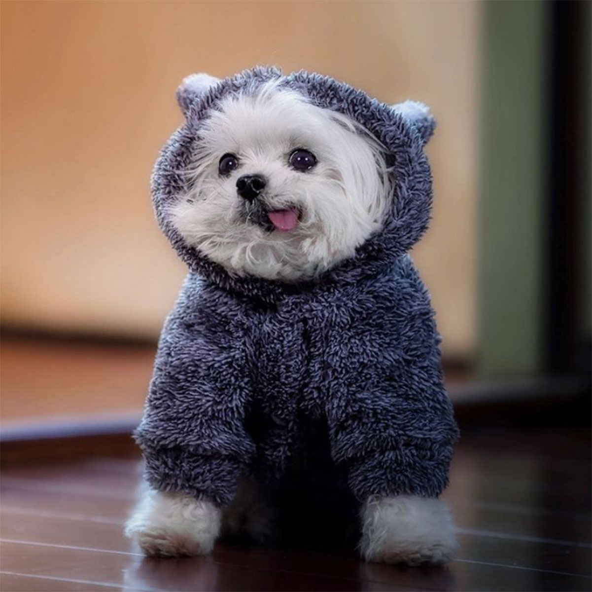 Pet Instagram’s to Follow