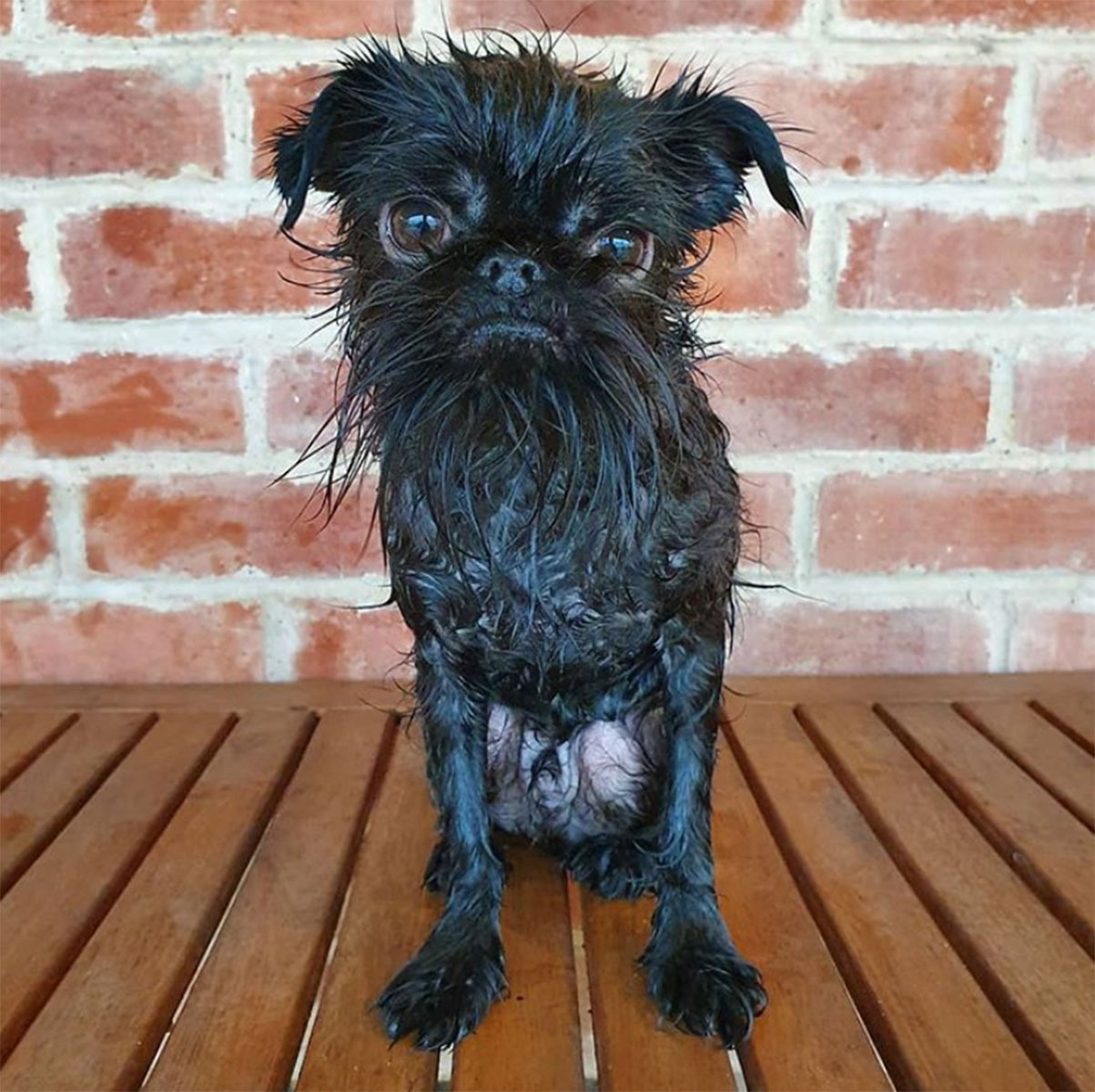 Pet Instagram’s to Follow