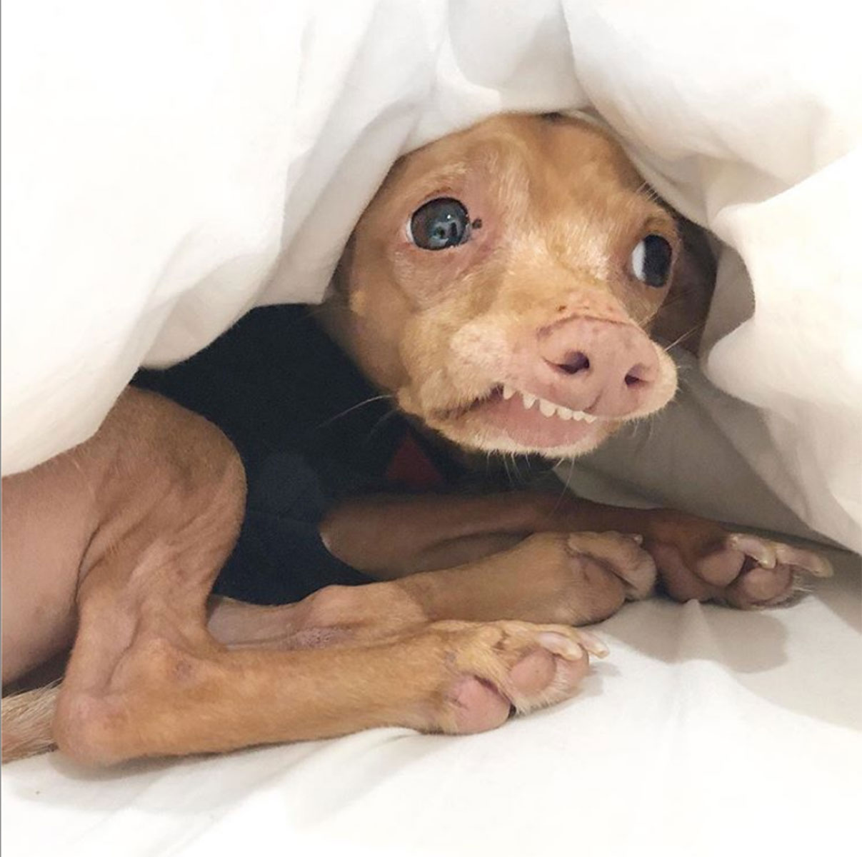 Pet Instagram’s to Follow