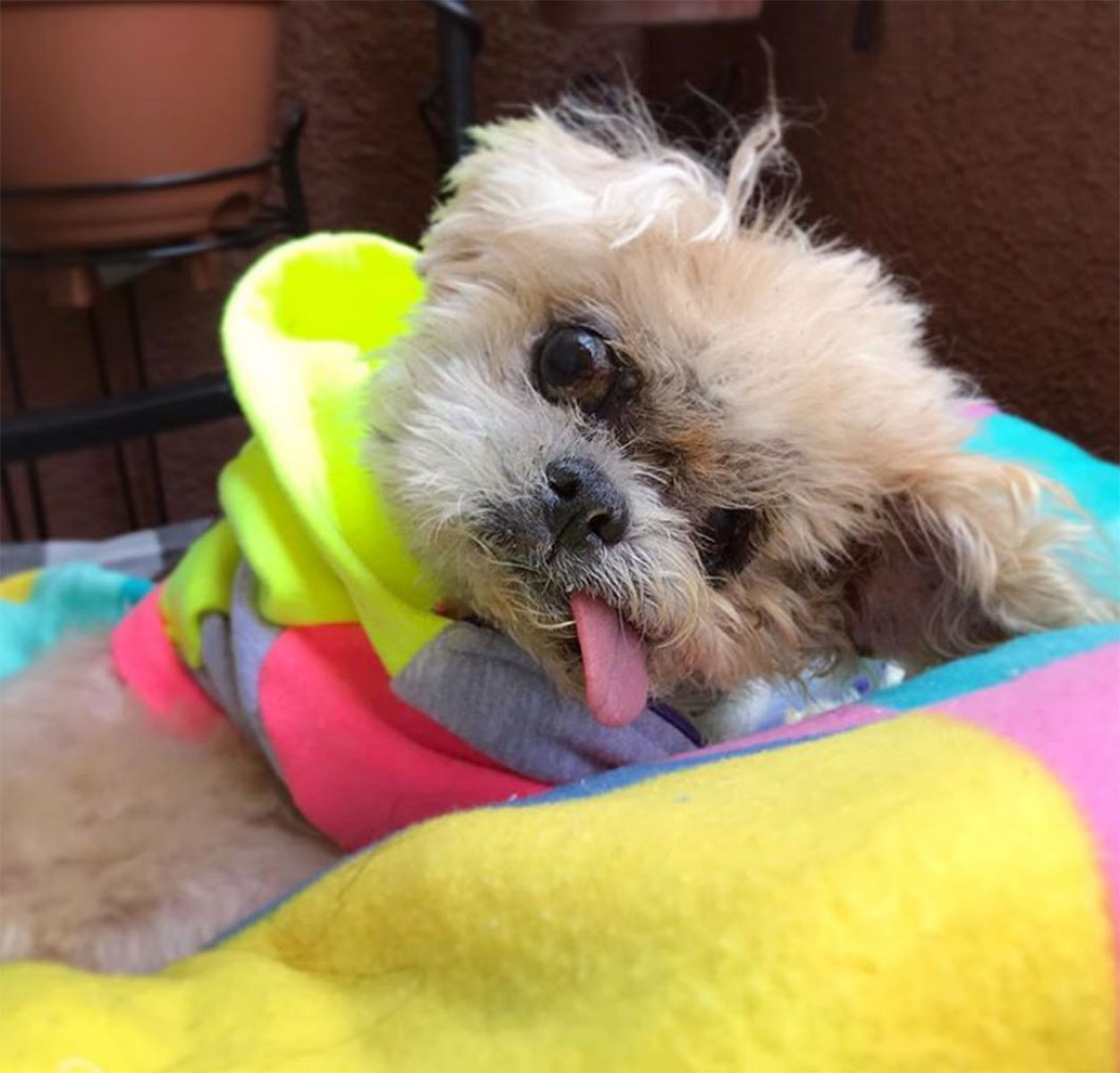 Pet Instagram’s to Follow