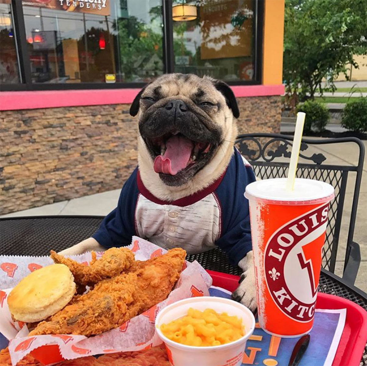 Pet Instagram’s to Follow