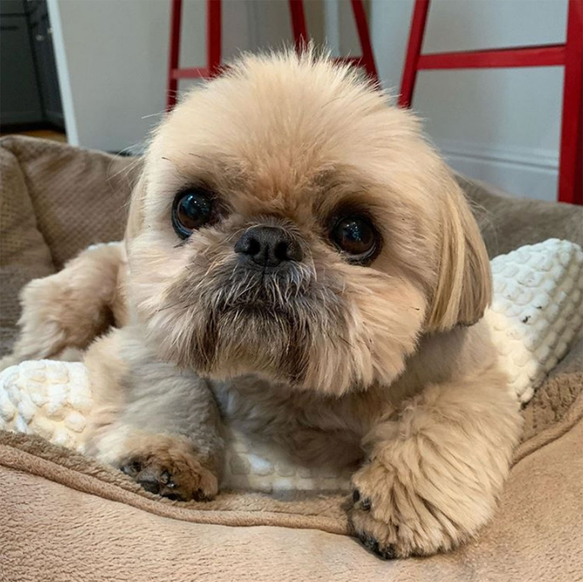 Pet Instagram’s to Follow