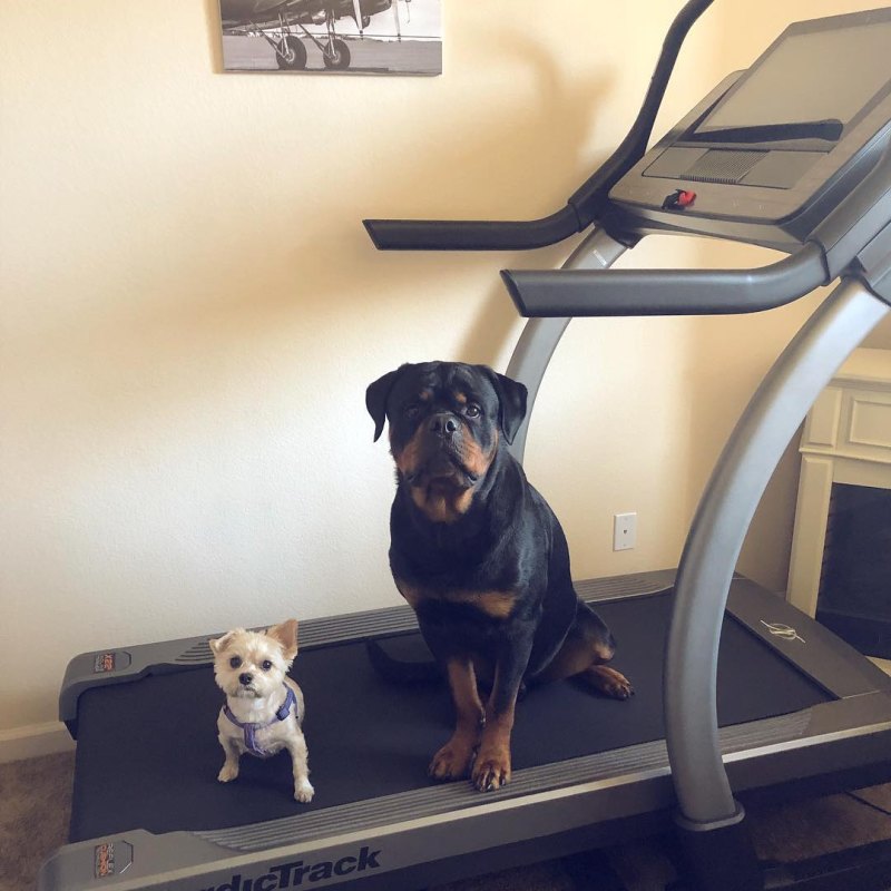 Zeus Luce Instagram Dogs