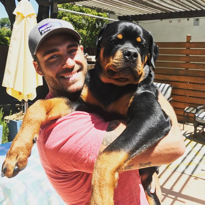 Zeus the Rottweiler Instagram Dogs