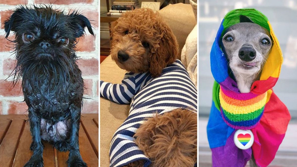 3d Dog Sex Samson - The Cutest Dogs to Follow on Instagram: Marnie, Doug and More