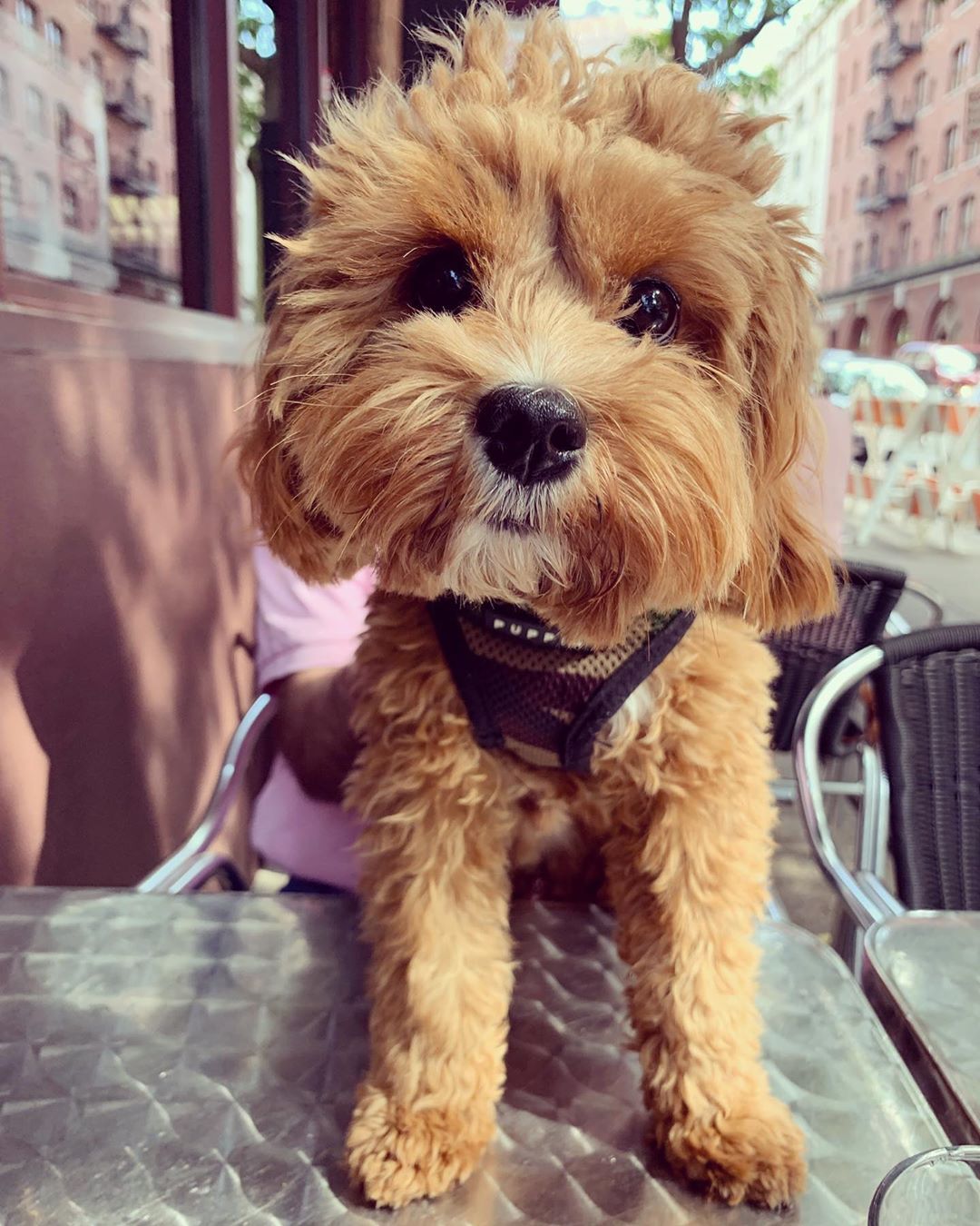 Ozzie the Dog on a Table