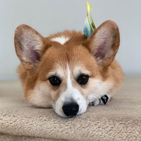 Pet Instagram’s to Follow