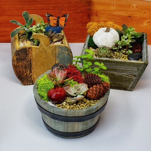 Terrarium