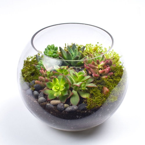 Terrarium