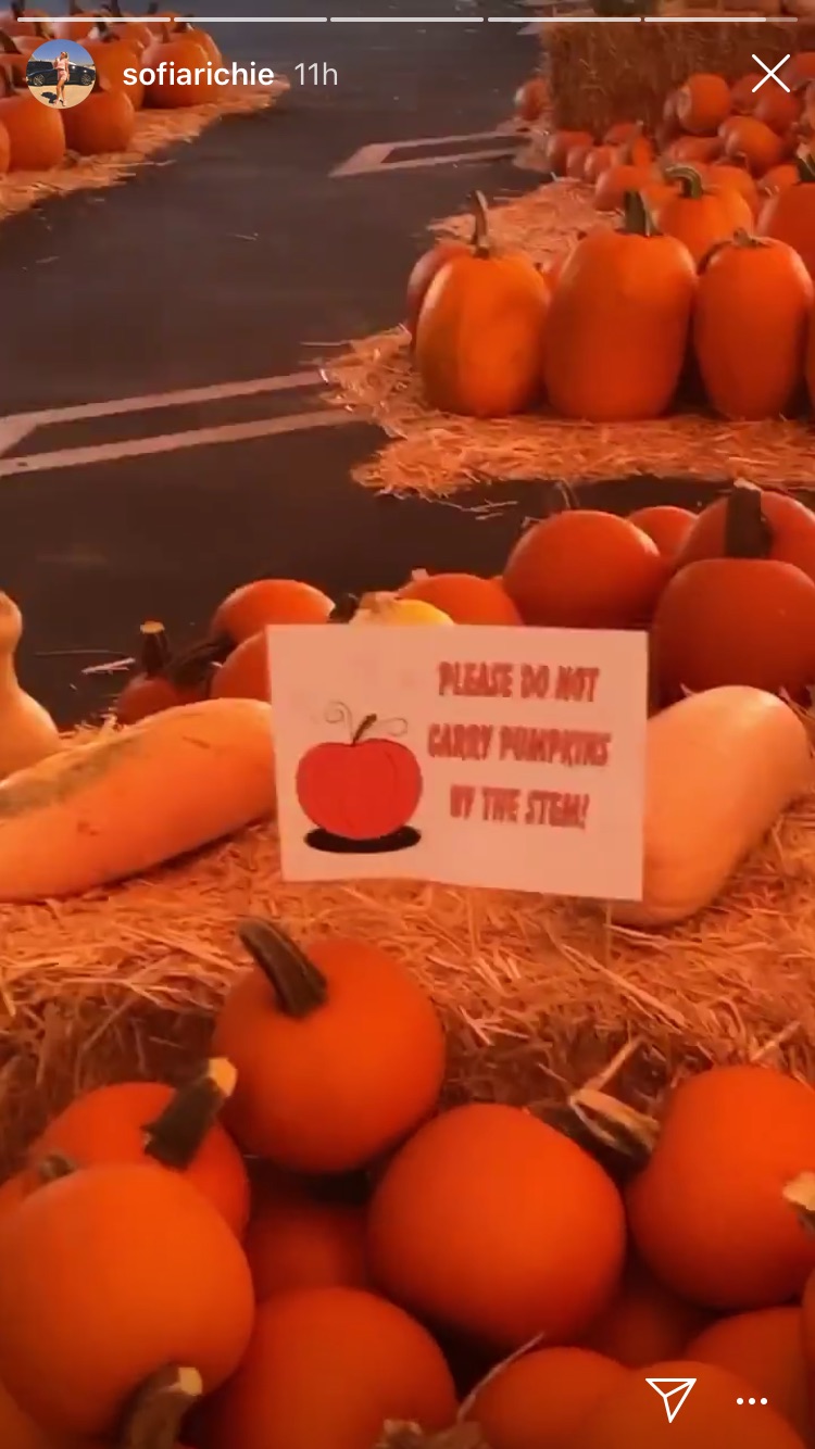 Celebrities Doing Fall Things, Sofia Richie at a Pumpkin Patch