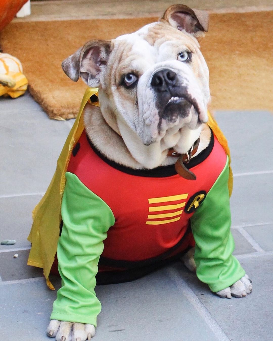 Celebrity Pet Halloween Costumes, Reese Witherspoon