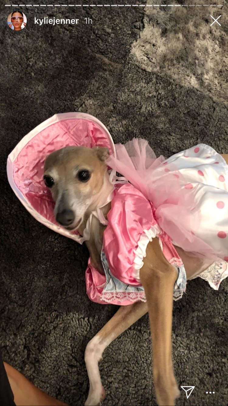 Celebrity Pet Halloween Costumes, Kylie Jenner