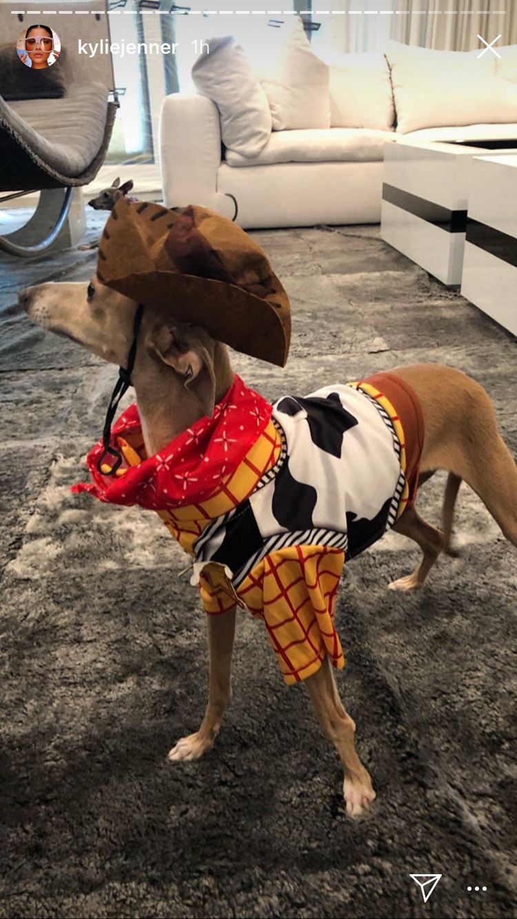 Celebrity Pet Halloween Costumes, Kylie Jenner