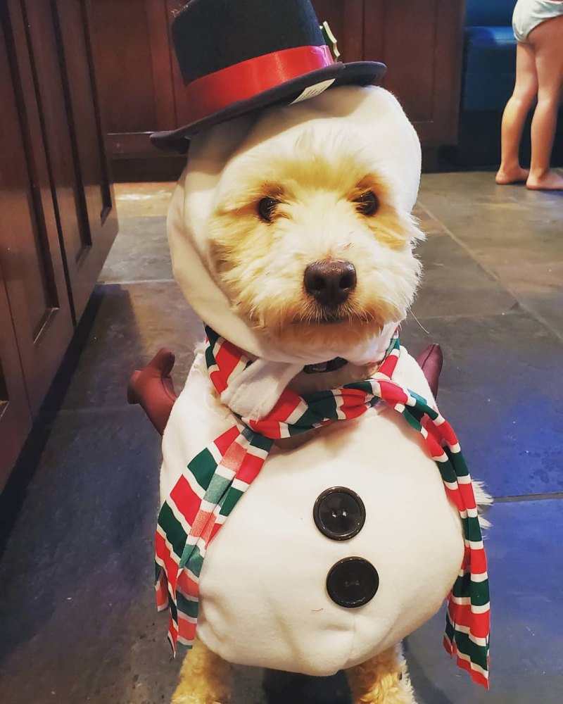 Celebrity Pets Halloween Costumes, Kristen Bell