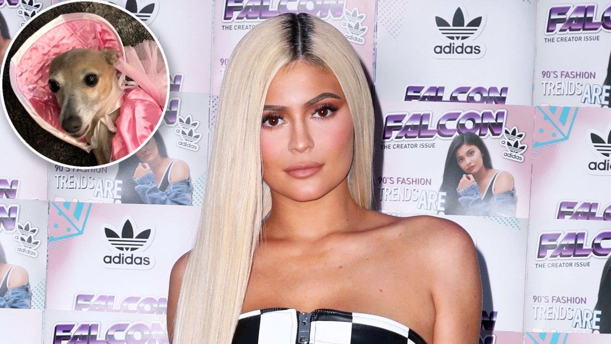 Cutest Celebrity Pet Halloween Costumes 2019 Kylie Jenner