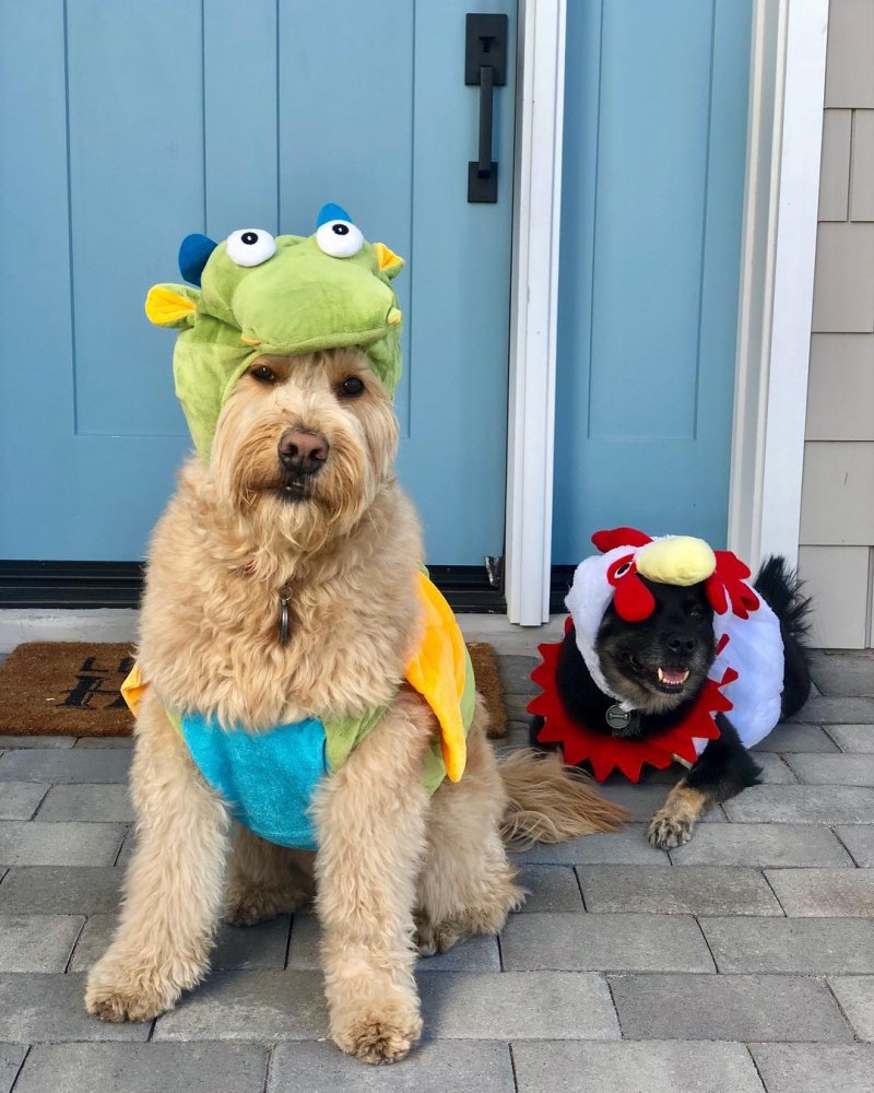 Arie Luyendyk Jr. Dog Halloween Costumes