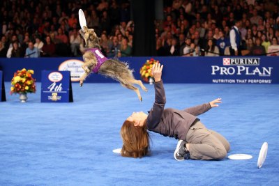 the National Dog Show Thanksgiving