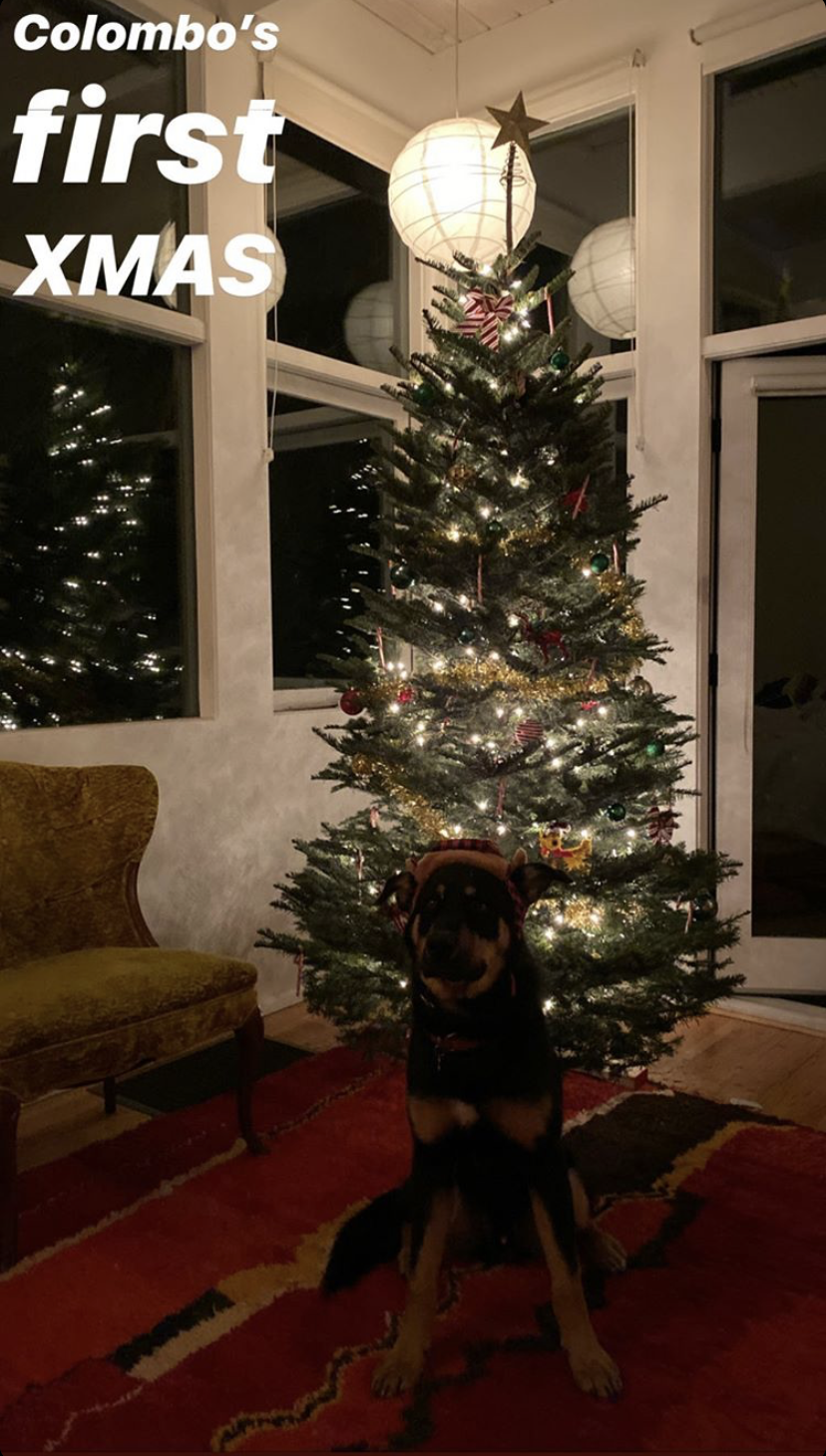 EmRata's Dog Colombo Celebrates First Christmas