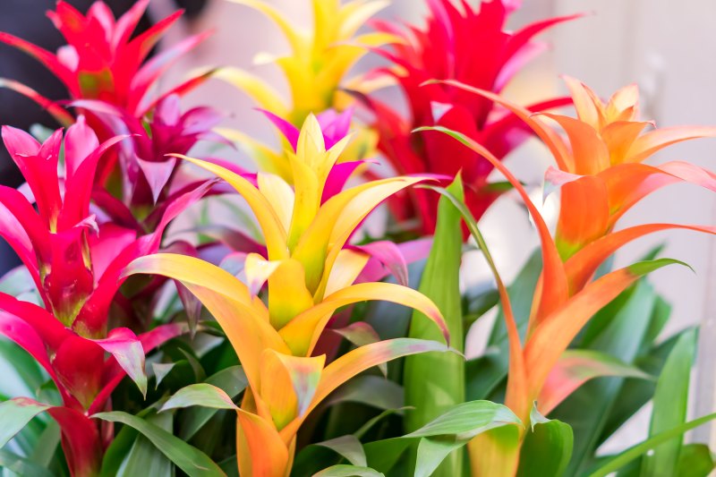 Bromeliads houseplant