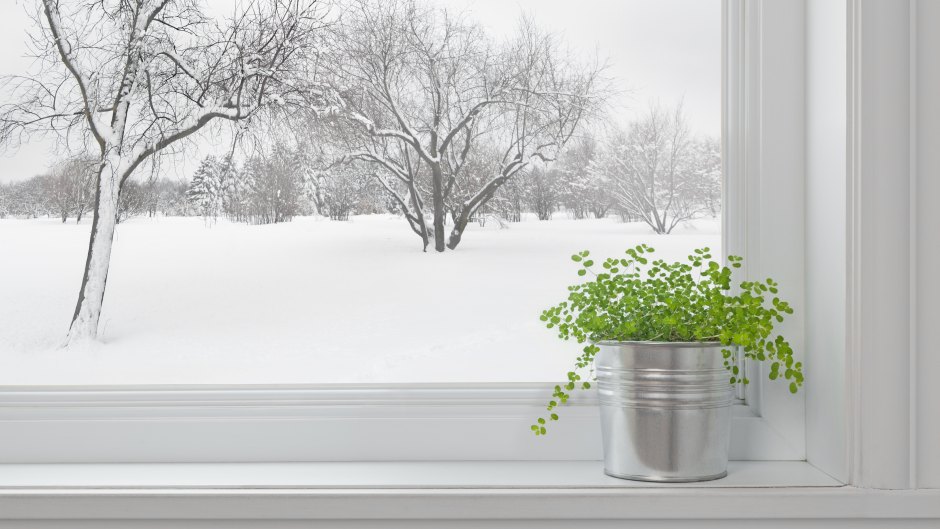 Houseplants You Can Grow in Winter